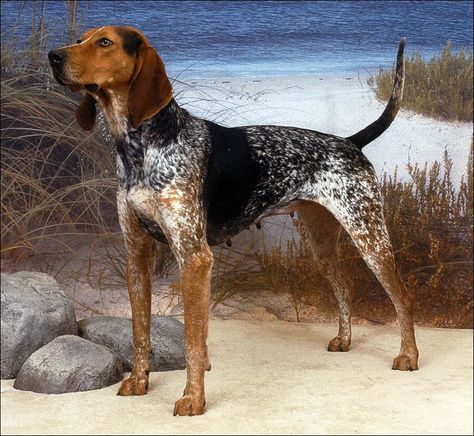 American English Coonhound - American - Not Recognized American Coonhound, Coonhound Puppy, English Foxhound, English Coonhound, Hound Dog Breeds, Westminster Dog Show, American Foxhound, Akc Breeds, Bluetick Coonhound