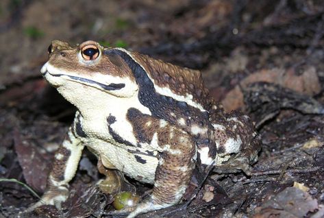 Common Toad, Eaten Alive, Yakushima, Types Of Animals, Invasive Species, Kyushu, All About Animals, Frog And Toad, Izu