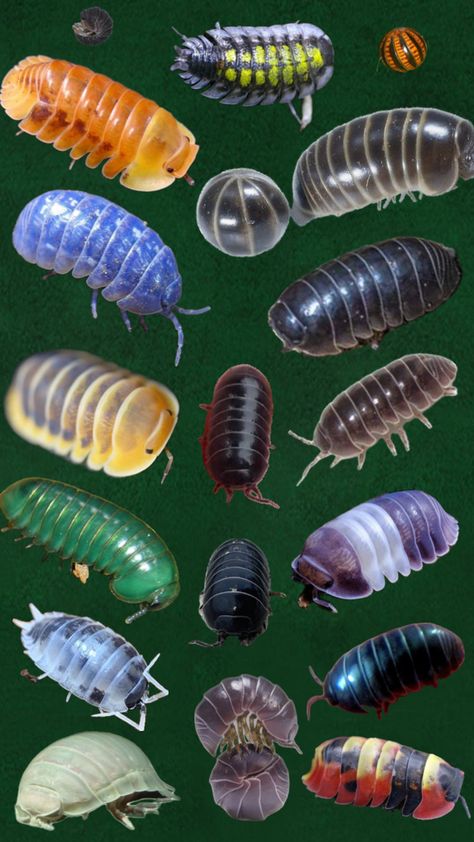 Little friends Rollie Pollie, Rolly Polly, Insects, Quick Saves