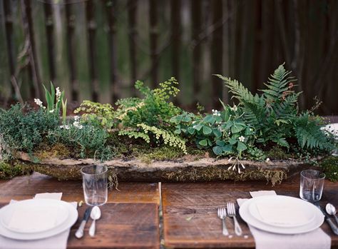 this is such a beautiful MOSSY and FERN FILLED potted plant tablescape for an outdoor wedding (or any garden party)!!  this link shows directions..."My sister and I made the hypertufa pots for each table and Katie potted beautiful, unruly arrangements in them- which I proudly still nurture & keep today!" Moss Centerpieces, Tuscan Inspired Wedding, Succulent Centerpieces, Tuscan Inspired, Outdoor Dinner, Diy Wedding Flowers, Whimsical Garden, White Plates, Woodland Wedding