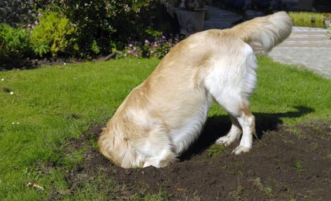 Dogs Digging Holes, Dog Friendly Garden, Puppy Obedience Training, Digging Holes, Dog Behavior Training, Positive Dog Training, Easiest Dogs To Train, Basic Dog Training, Dog Training Advice