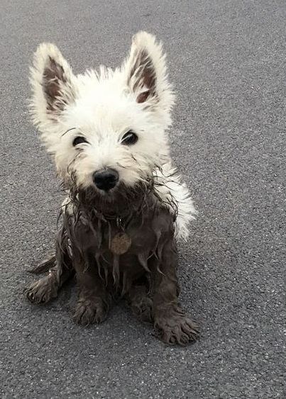 West Highland Terrier Puppy, Westie Puppies, Highlands Terrier, Westie Dogs, Terrier Puppies, Airedale Terrier, White Dog, Animal Pics, West Highland Terrier