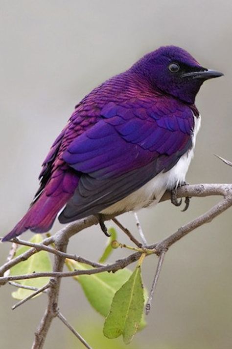 Violet-backed starlings are found widely in the woodlands and savannah forest edges of mainland sub-Saharan Africa. Purple Bird, Kinds Of Birds, White Bird, All Birds, Exotic Birds, Pretty Birds, Starling, Colorful Birds, Purple And White