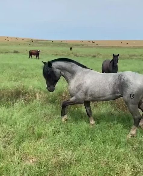 Rare Horse Colors, Blue Roan Horse, Roan Horse, Beautiful Horses Wild, Horse Coat Colors, Pony Breeds, Beautiful Horse Pictures, Blue Roan, Horse Boarding