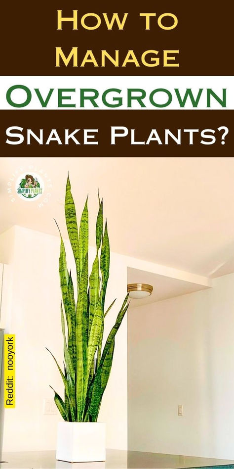 "Discover effective tips on what to do when your Snake Plant gets too tall!  In our guide, ""What To Do When Snake Plant Gets Too Tall?"" we cover  essential Snake Plant care techniques to maintain the perfect height for  your indoor garden. Learn about Snake Plant varieties, propagation methods,  and how to style your large Snake Plant as stunning decor. Separating Snake Plant, How To Grow Snake Plant From Leaf, How To Replant Snake Plant, How To Root Snake Plant In Water, Transplanting Snake Plant Houseplant, Snake Plant Decor, Snake Plant Indoor, Snake Plant Varieties, Leaf Structure