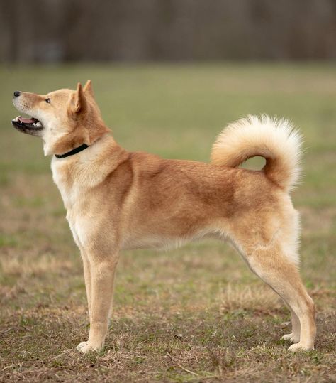 Dog Breed 👉 Hokkaido Ken From @adventuresuntamed Country 🇺🇲 #usa #arispedigree Hokkaido Dog, Yakutian Laika, Siberian Laika, Kai Ken, Greenland Dog, Dog Types, Side Profiles, Alaskan Klee Kai, American Akita