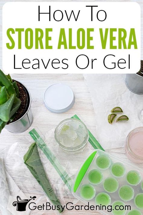 You can quickly and easily store aloe vera for use at home! Simply keep whole leaves or the gel in the fridge, or freeze it for even longer. Follow this step by step guide to learn everything you need to know about how to store aloe vera in the refrigerator or freezer, what you need, tips for the best success, and more. Knowing how long different storage methods extend the shelf-life of your aloe vera is helpful. I even give you tips for keeping store-bought aloe vera gel fresh longer. Aloe Vera For Sunburn, Aloe Vera Recipes, Fresh Aloe Vera Gel, Aloe Vera Benefits, Fresh Aloe Vera, Aloe Vera Plant, 140 Pounds, Aloe Vera Leaf, How To Store