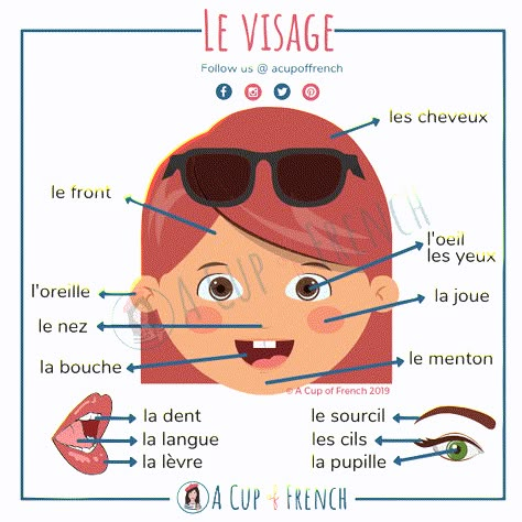 French Face, French Language Basics, Speaking French, Learning French For Kids, French Basics, French Flashcards, Basic French Words, French Teaching Resources, French For Beginners