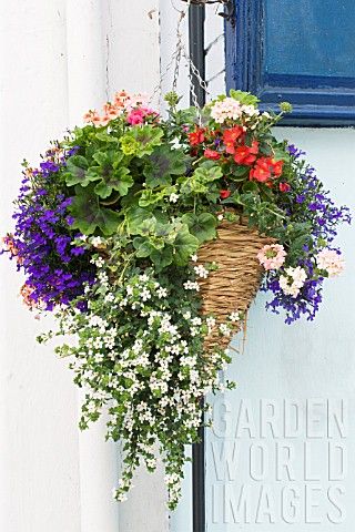 BACOPA_LOBELIA_BEGONIA__VERBENA_HANGING_BASKET Flower Combos, Property Ideas, Flower Containers, Pergola Garden, Flower Baskets, Hanging Flower Baskets, Meteor Garden 2018, Magic Garden, Luxury Garden