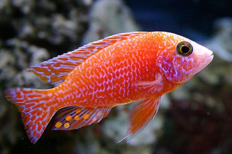 most beautiful fish I like and searched ... Tropical Fish Pattern, Fish Colorful, Cichlid Fish, Pretty Fish, African Cichlids, Beautiful Sea Creatures, Fish Wallpaper, Fish Drawings, Beautiful Fish