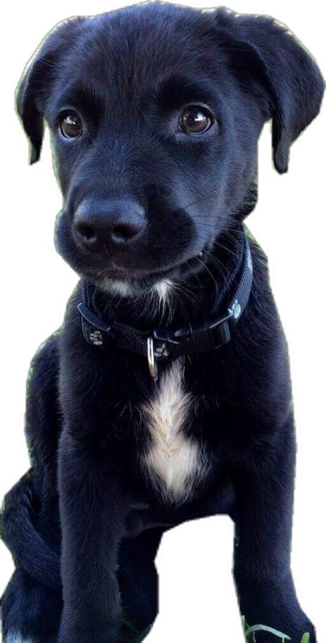 aussiedor black puppy Aussie Lab Mix Dogs, Australian Shepherd Lab Mix, Labs Dogs, Black Australian Shepherd, Black And White Puppy, Shepherd Mix Puppies, Lab Mix Puppies, Designer Dogs Breeds, Black Labs Dogs