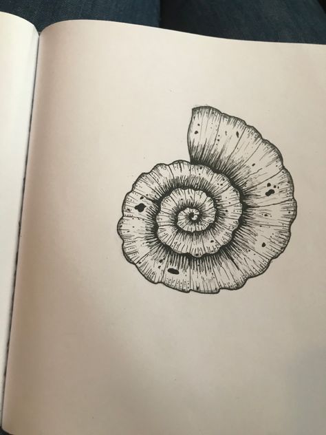 Spiral Shell Drawing, Ammonite Fossil Drawing, Sand Dollar Sketch, Mollusk Tattoo, Ammonite Drawing, Fossil Sketch, Snail Shell Tattoo, Fossils Drawing, Fossil Drawing