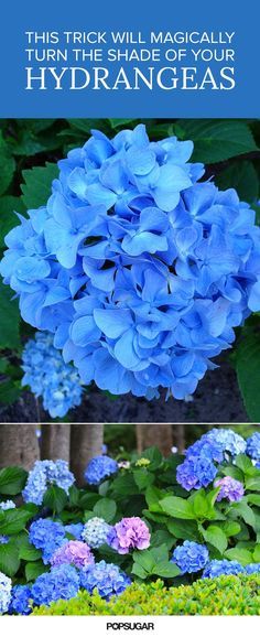 Hydrangea Bush, Hydrangea Colors, Hydrangea Garden, Garden Shrubs, Flower Gardens, Gardening Plants, Gardening Landscaping, Shade Plants, Flower Gardening