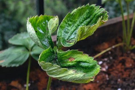 Calcium Deficiency in Plants: 4 Signs of Calcium Deficiency - 2022 - MasterClass Deficiency In Plants, Plant Deficiencies, Make Compost, Biology Plants, Compost Pile, Calcium Deficiency, How To Make Compost, Tea Brewing, Compost Tea