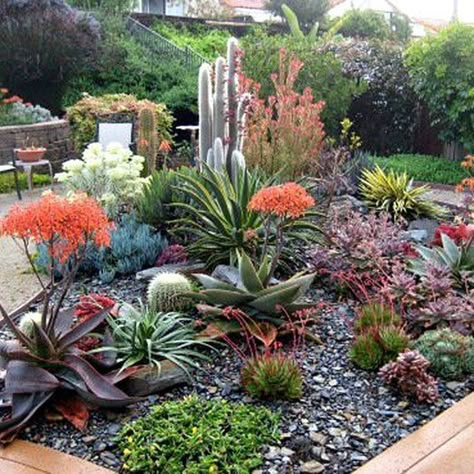 Succulent Garden Outdoor, Cactus Indoor, Succulent Rock Garden, Succulent Garden Landscape, Garden Cactus, Succulent Landscape Design, Old Town San Diego, Indoor Cactus, Drought Tolerant Garden