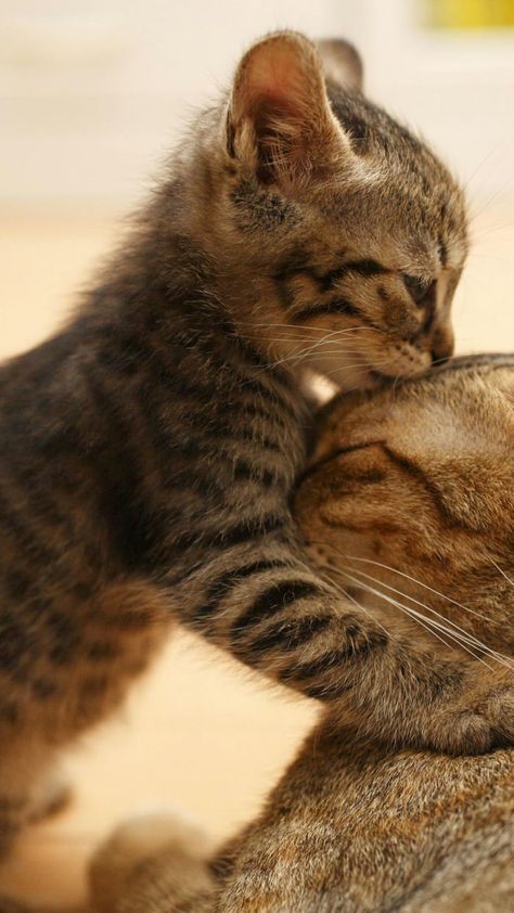 Love you momey... Gatto Carino, Söt Katt, Most Beautiful Cat Breeds, Cat Aesthetic, Cute Cats And Kittens, Cute Kittens, Beautiful Cat, Pretty Cats