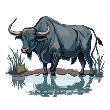 sticker clipart an animal illustration of a bull in a pond cartoon,sticker,clipart,cartoon Carabao Clipart, Pond Cartoon, Buffalo Vector, Buffalo Clipart, Sticker Clipart, A Bull, Background Images Wallpapers, Water Buffalo, Clipart Cartoon