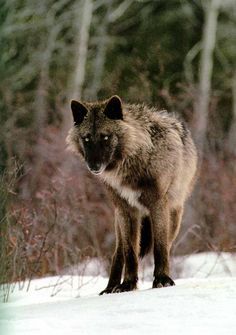 Wolves on Pinterest | White Wolves, Black Wolves and Wolf Pup Wolves Black, Animals Dolphins, Mammals Animals, Black Wolves, White Wolves, Wolf World, Strange Animals, Whitetail Bucks, Wolf Pup