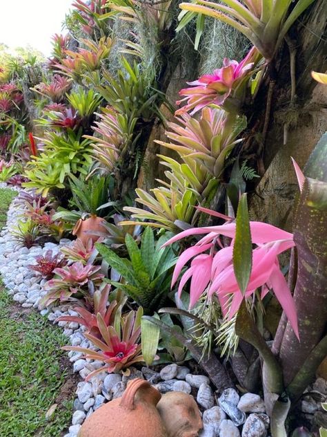 Plants Draping Over Retaining Wall, Bromeliad Landscaping Ideas, Front Porch Fence, Bromeliads Garden, Bromeliads Landscaping, Garden Jungle, Porch Fence, Tropical Backyard Landscaping, Vertikal Garden