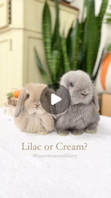 Sweet Rose Holland Lops on Instagram: "Which color do you prefer? Adorable 6 week old Holland Lops.  For information about our rabbitry please visit our website - link is on bio.  #hollandlop #hollandlops #hollandlopsofinstagram #hollandlopbunny #hollandloprabbitry #rabbits #rabbitsofinstagram #rabbitsofig #bunnylove #nycbunny #bunnylover #cutestpets #bunniesofinstagram #rochester #whiteplains #rabbits #rabbitsofinstagram #rabbitsofig #petlover #longislandcity #queens #newyork #longislandny #nyc #westchester #brooklyn #nj #queens #connecticut" French Lop Bunny, French Lop, Lop Bunnies, Holland Lop Bunnies, Holland Lop, Bunny Lovers, Baby Bunny, Long Island Ny, Long Island City