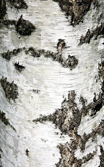 Birch bark texture stock image. Image of background, timber - 15754891 Background Sunlight, Tree Scape, Bark Wallpaper, Tree Bark Texture, Bark Texture, Birch Logs, Closeup Photo, Texture Wallpaper, Birch Bark