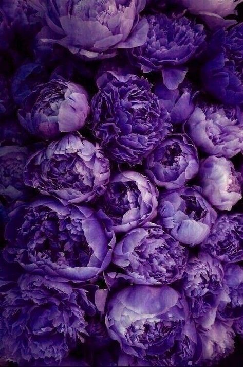 Purple Peonies Wallpaper, Peonies Purple, Purple Peonies, Floral Wallpaper Phone, Art Gallery Wallpaper, Purple Love, Beautiful Bouquet Of Flowers, Beautiful Flowers Wallpapers, Graphic Wallpaper