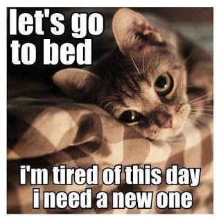 ... Do I ever! Pinterest Cute, Söt Katt, Num Num, Go To Bed, Cat Quotes, Cute Kittens, Funny Animal Pictures, Crazy Cat Lady, 귀여운 동물