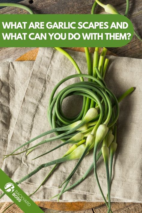 Garlic Scapes Recipes Air Fryer, Harvesting Garlic Scapes, Storing Garlic Scapes, Fried Garlic Scapes, What To Do With Garlic Scrapes, What Can You Do With Garlic Scapes, Recipes Using Garlic Scapes, What To Do With Garlic Scapes, Pickled Scapes