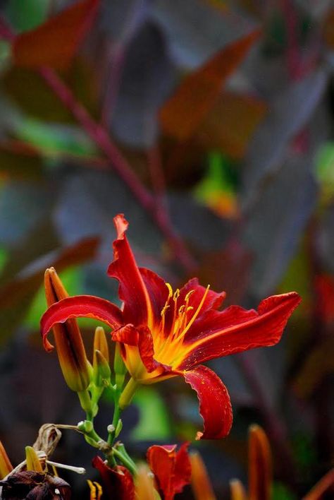 A Fire Lily Fire Lily Aesthetic, Fire Priestess, Fire Lily, Gardening Tools Names, Bookish Tattoos, Lilly Flower, Starting A Vegetable Garden, James Moriarty, Fire Flower