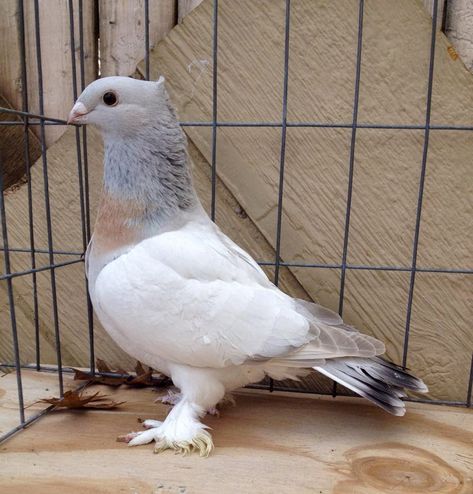 Fancy Pigeon Breeds, German Owl Pigeon, Beautiful Pigeons, Lahore Pigeon, Owl Pigeon, Types Of Pigeons, Tattoos Pets, Fantail Pigeon, Fancy Pigeons