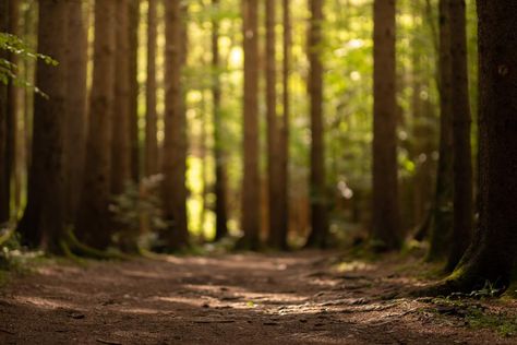 Slovenia Forest 1 by Lakela on DeviantArt Forest Ground, Trees Background, Background Nature, Nature Autumn, Adobe Lightroom Cc, Forest Background, Photoshop Backgrounds, Autumn Forest, Photo Background