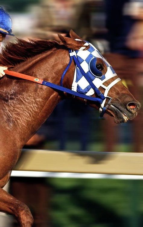 Race Horses Thoroughbred, Secretariat Horse, Horses Photos, Thoroughbred Racehorse, Preakness Stakes, Triple Crown Winners, Rivaldo, Derby Horse, Belmont Stakes