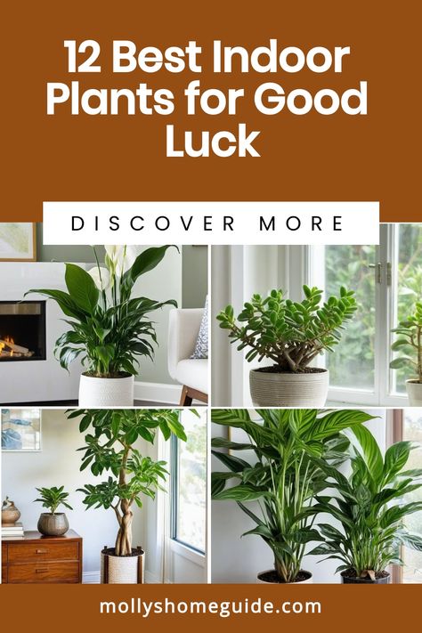 Discover the best indoor plants for good luck that are believed to bring positive energy and prosperity into your home. From lucky houseplants like the Chinese money plant and money tree plant to feng shui plants and Vastu plants for prosperity, these green companions can attract good fortune. Whether you're looking for herbs for good luck or simply want to invite more positive vibes, explore this collection of lucky plants that can enhance your living space with their auspicious charm. Plants That Bring Good Luck, Plants For Good Luck, Herbs For Good Luck, Lucky Plants For Home, Money Plant Indoor, Front Door Plants, Feng Shui Plants, Money Tree Plant, Plant Jungle