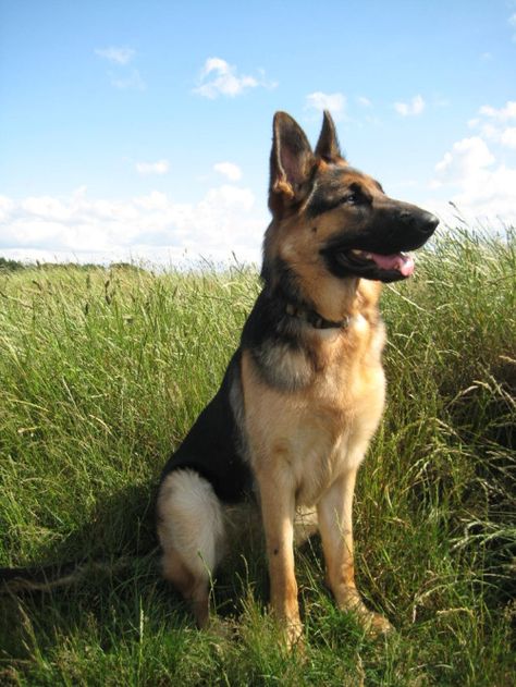 Paws For Pets German Shepherd Pictures, White German Shepherd, Shepherd Dogs, German Shepherd Dog, Food Pantry, German Shepherd Puppies, German Shepherds, German Shepherd Dogs, Sugar And Spice