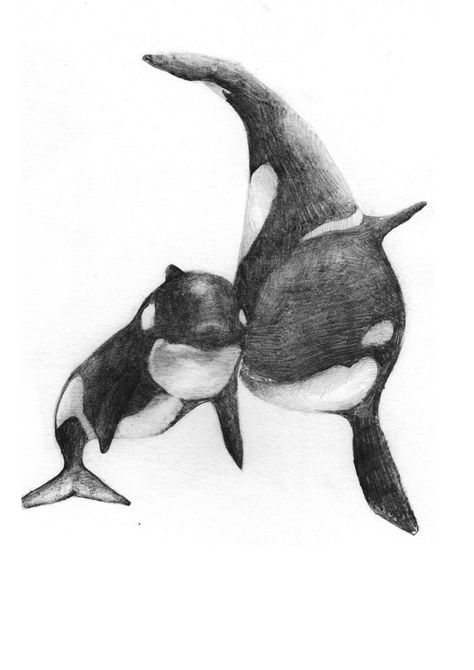 Orca Sketches, Orca Sketch, Orca Whale Drawing, Orca Drawing, Aquarium Drawing, Underwater Drawing, Orca Art, Whale Pictures, Orca Tattoo