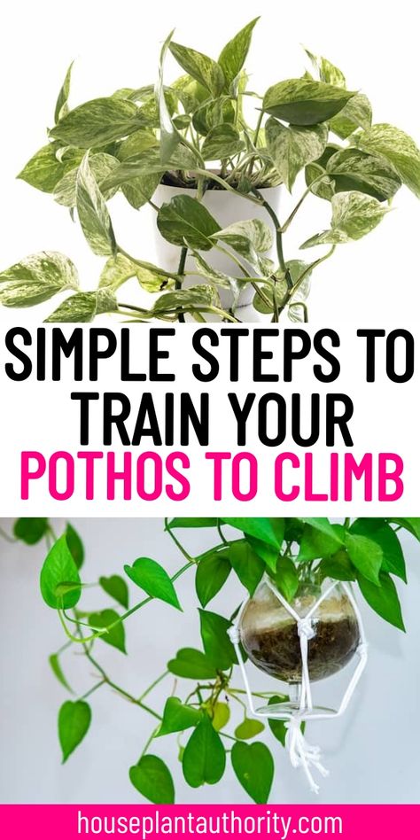 Curious about how to train your Pothos to climb? This indoor pothos plant guide provides straightforward Pothos plant care tips that make climbing easy. It's an excellent resource for anyone interested in indoor plants for beginners or seasoned plant parents. Discover how to create a vertical display with your indoor houseplants in no time! Climbing Pothos, Pothos Climbing Ideas, Indoor Plants For Beginners, Pothos Plant Care, Satin Pothos, Plants For Beginners, Moss Pole, Plant Care Tips, Pothos Plant