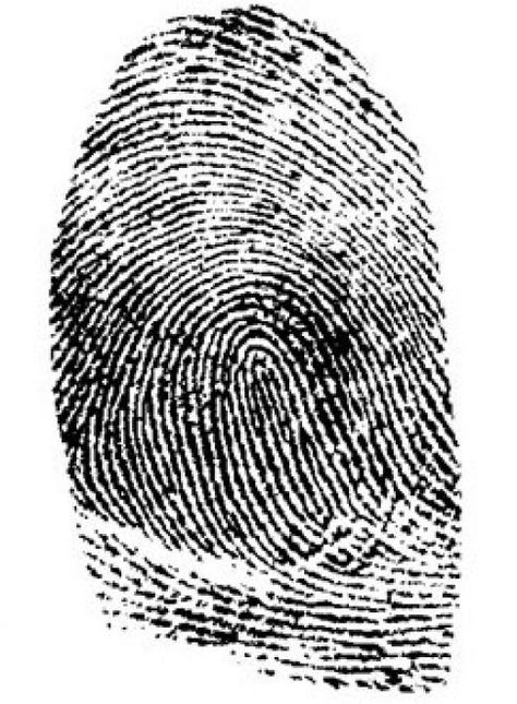 Fingerprints are an excellent means of identifying persons because each individual's fingerprints are unique and remain unchanged throughout his lifetime. Speech Games, Dont Lose Yourself, Thumb Prints, Forensic Science, Phonemic Awareness, Fingerprint, How To Stay Healthy, Braided Rugs, Abstract Artwork