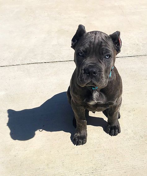 Cane Corso Dog Breed, Cane Corsos, Presa Canario, Cane Corso Puppies, Cane Corso Dog, Corso Dog, Dog Mommy, Scary Dogs, Super Cute Puppies