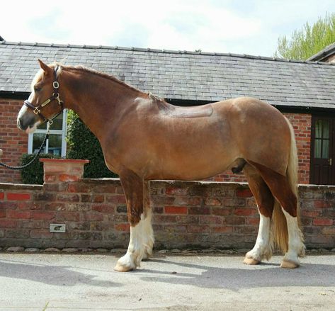 Maxi Cob Horse, Welsh Section B Pony, Chestnut Welsh Pony, Flaxen Chestnut Horse, Flaxen Liver Chestnut Horse, Welsh Pony And Cob, Pony Breeds, English Riding, Chestnut Horse