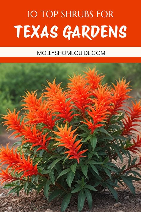 Discover a variety of shrubs suitable for Texas landscaping. Whether you need shrubs for in front of your house, shade-loving options, or drought-tolerant plants, we've got you covered. Explore the best flowering shrubs that thrive in the Texas climate, including low-maintenance evergreens and fast-growing varieties for added privacy. From small spaces to large yards, find the perfect shrubs to enhance your outdoor space with color and texture. Zone 9 Plants Texas, Texas Outdoor Plants, Xeriscape Plants Texas, Texas Native Plants Landscaping, Fast Growing Privacy Shrubs, Texas Gardens, Xeriscape Plants, Drought Tolerant Shrubs, Native Plant Landscape