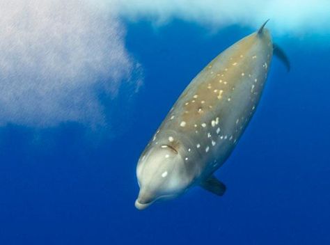 Cuvier's Beaked Whale (Ziphius cavirostris). Range includes the coast of Connecticut. Beaked Whale, Sea Mammal, Deep Diving, White Whale, Underwater Life, Marine Mammals, Science News, Ocean Creatures, Zoology