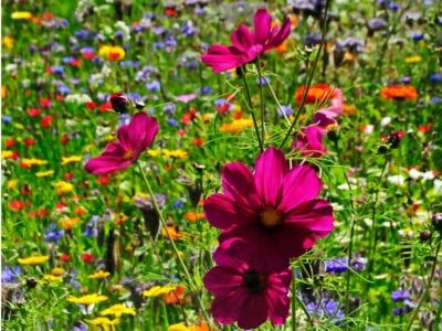 Wildflower Pruning Guide: Should You Cut Back Wildflower Plants Flowers For The Garden, Garden Design Outdoor, Cold Climate Gardening, Garden Bed Layout, Early Spring Flowers, Small Courtyard Gardens, Fragrant Garden, Flower Garden Design, Gardens Design