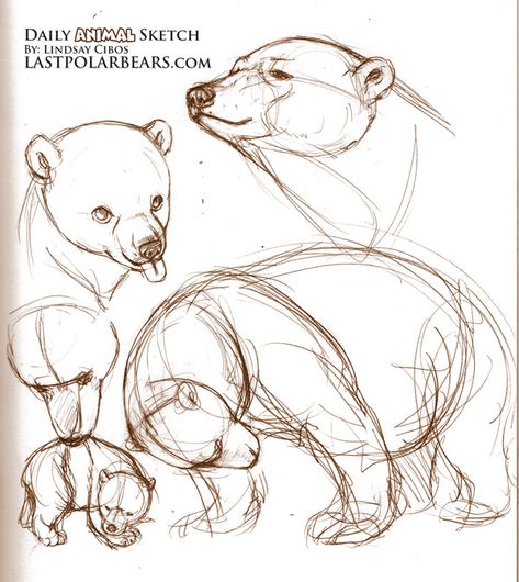 sketching bear cubs | Source: Referenced from videos and photos of polar bears at Wilhelma ... Bear Sketch, Animal Sketch, Animal Drawings Sketches, Drawing Animals, Bear Drawing, Animal Study, Bear Carving, Animal Drawing, Picture Illustration