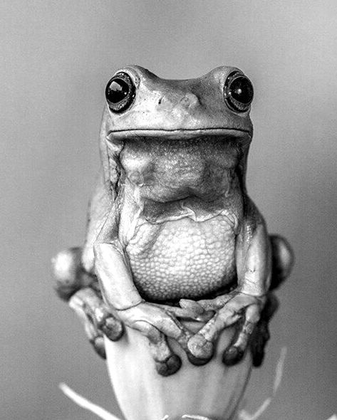 Wild Animals Photography, Pencil Drawings Of Animals, Realistic Pencil Drawings, Animal Illustration Art, Wild Animals Pictures, Charcoal Art, Trending Pins, A Frog, Pencil Art Drawings