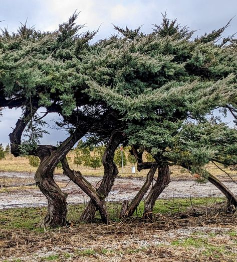 Juniper Tree Aesthetic, Juniper Aesthetic, Juniper Shrub, Juniper Bush, Juniper Tree, Summer Book, Farm Ideas, Summer Books, Tree Farm