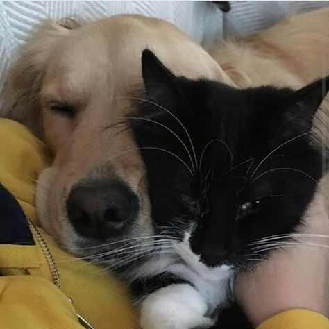 Golden Retriever And Black Cat Pfp, Black Cat Gf And Golden Bf, Black Cat Golden Retriever Duo Aesthetic, Golden Retriever X Black Cat Duo, Golden Retriever With Black Cat, Black Cat Girlfriend And Golden Retriever Boyfriend Aesthetic, Black Cat X Golden Retriever Couple, Golden Retriever Boyfriend And Black Cat, Black Cat And Golden Retriever