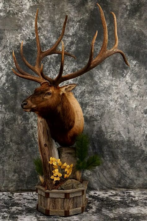 Floor pedestal elk - Hidden Valley Taxidermy Deer Mount Ideas, Turkey Mounts, Deer Hunting Decor, North American Wildlife, Deer Mounts, Trophy Rooms, Hunting Decor, Taxidermy Mounts, Hidden Valley