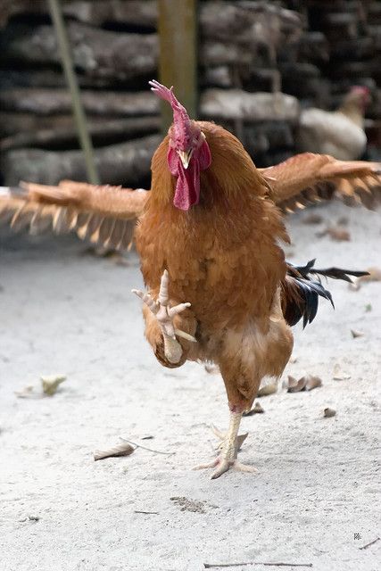 Bet they rent him out for Polish wedding dances in Nebraska!!!  There's ALLLLways the chicken dance! Holi Quotes, Quotes Happy, Chickens And Roosters, Funny Birds, 웃긴 사진, Happy Holi, Raising Chickens, A Chicken, Chickens Backyard