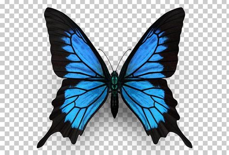 Monarch Butterfly Drawing, Morpho Azul, Blue Monarch Butterfly, Ulysses Butterfly, Monarch Butterfly Tattoo, Butterfly Tattoo Stencil, Blue Butterfly Tattoo, Butterfly Png, Butterfly Insect