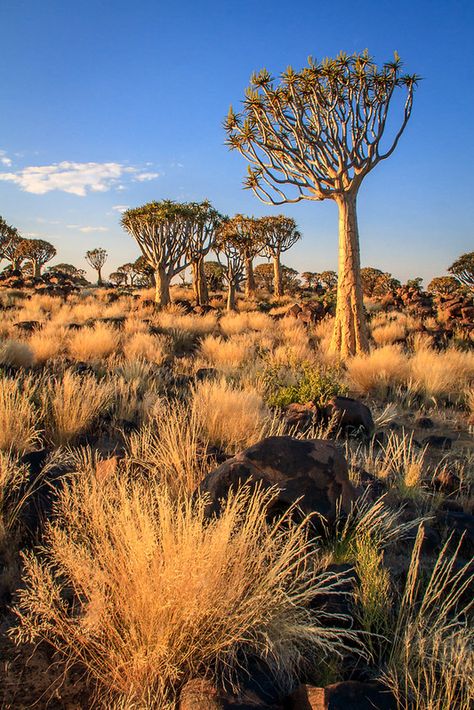 Africa Flowers, Quiver Tree, Africa Trees, Permaculture Homestead, Africa Landscape, African Tribe, African Landscape, African Plants, South Africa Travel